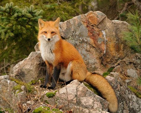 foxes living on the edge wildlife series minocqua wisc Kindle Editon